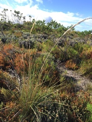 Capeochloa cincta cincta