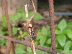 Oestroidea