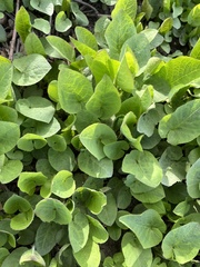 Cicerbita macrophylla