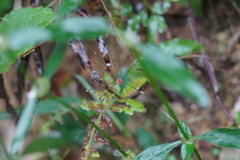 Pseudogagrella splendens