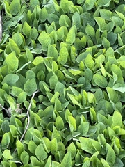 Cicerbita macrophylla