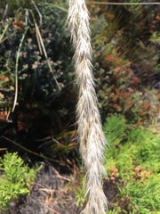 Capeochloa cincta cincta