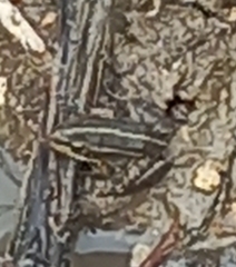 Pelophylax bedriagae