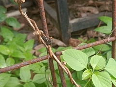 Oestroidea