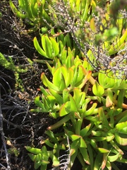 Capeochloa cincta cincta