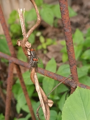 Oestroidea