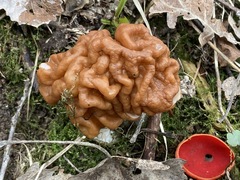 Gyromitra gigas