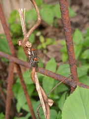 Oestroidea