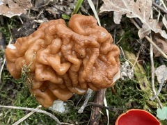 Gyromitra gigas