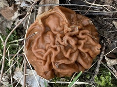 Gyromitra gigas