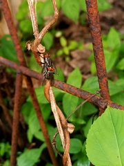 Oestroidea