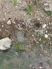 Pelophylax bedriagae