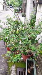 Rhinacanthus