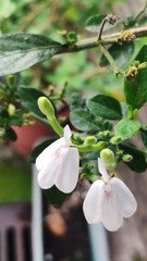 Rhinacanthus