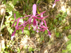 Epidendrum catillus