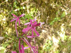 Epidendrum catillus