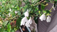 Rhinacanthus