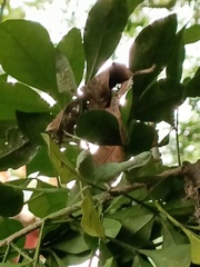Diaphorina citri