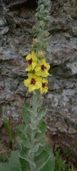 Verbascum boerhavii