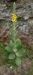 Verbascum boerhavii