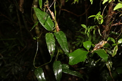 Aristolochia laheyana