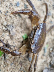 Parathelphusa maculata