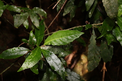 Argophyllum nullumense