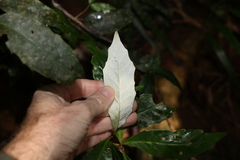 Argophyllum nullumense