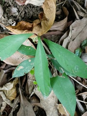 Machilus zuihoensis