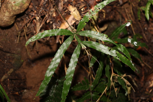 Image of Pteris umbrosa by (c) Greg Tasney, some rights reserved (CC BY-SA)