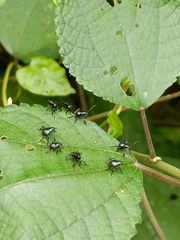 Eocanthecona concinna