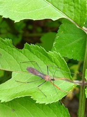 Endochus cingalensis