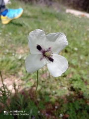 Papaver