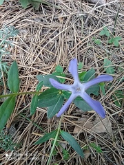Vinca herbacea
