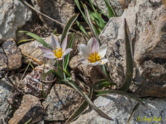 Tulipa cretica