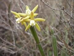 Cynanchum viminale viminale