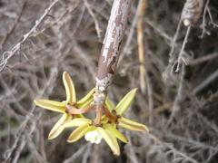 Cynanchum viminale viminale