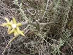 Cynanchum viminale viminale