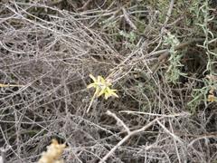 Cynanchum viminale viminale