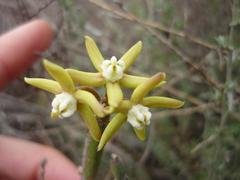 Cynanchum viminale viminale