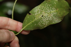 Leichhardtia flavescens