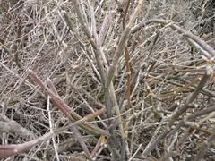 Cynanchum viminale viminale