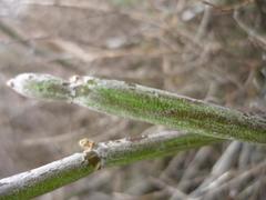 Cynanchum viminale viminale