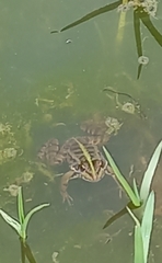 Pelophylax bedriagae