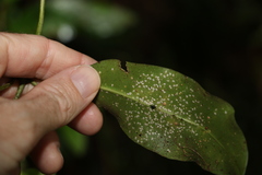 Leichhardtia flavescens