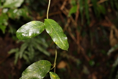 Leichhardtia flavescens