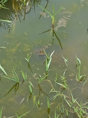 Pelophylax bedriagae