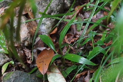 Goodyera procera