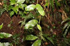 Leichhardtia flavescens