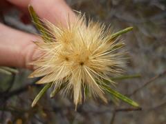 Pteronia flexicaulis